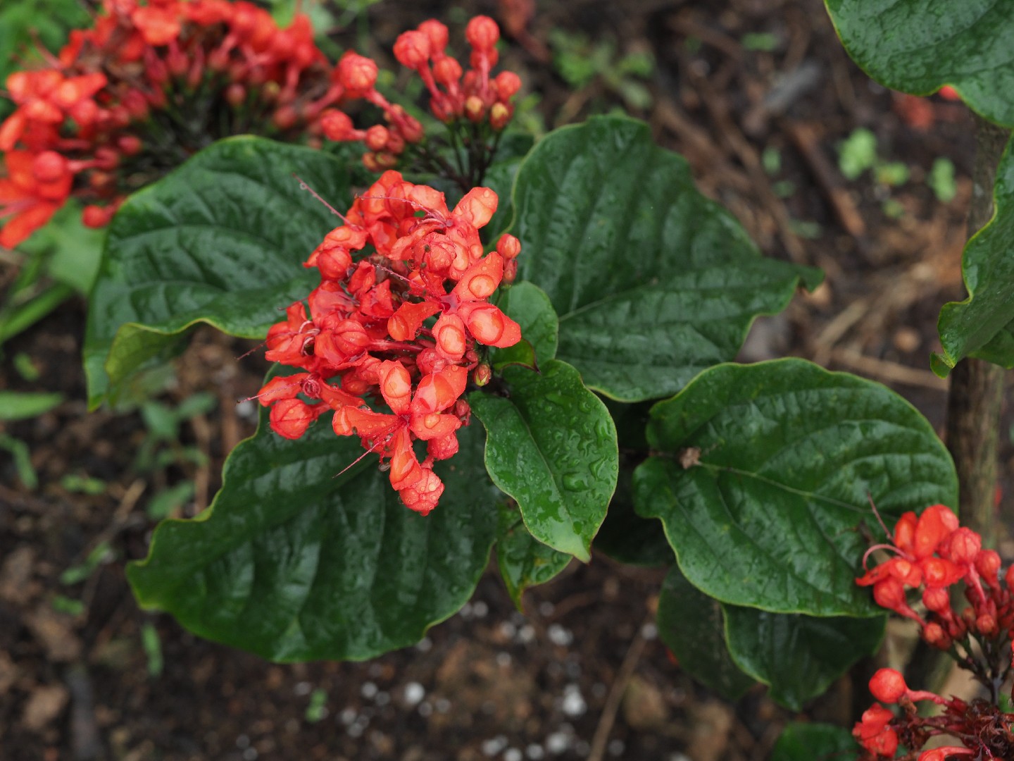 Clerodendrum speciosissimum - PictureThis