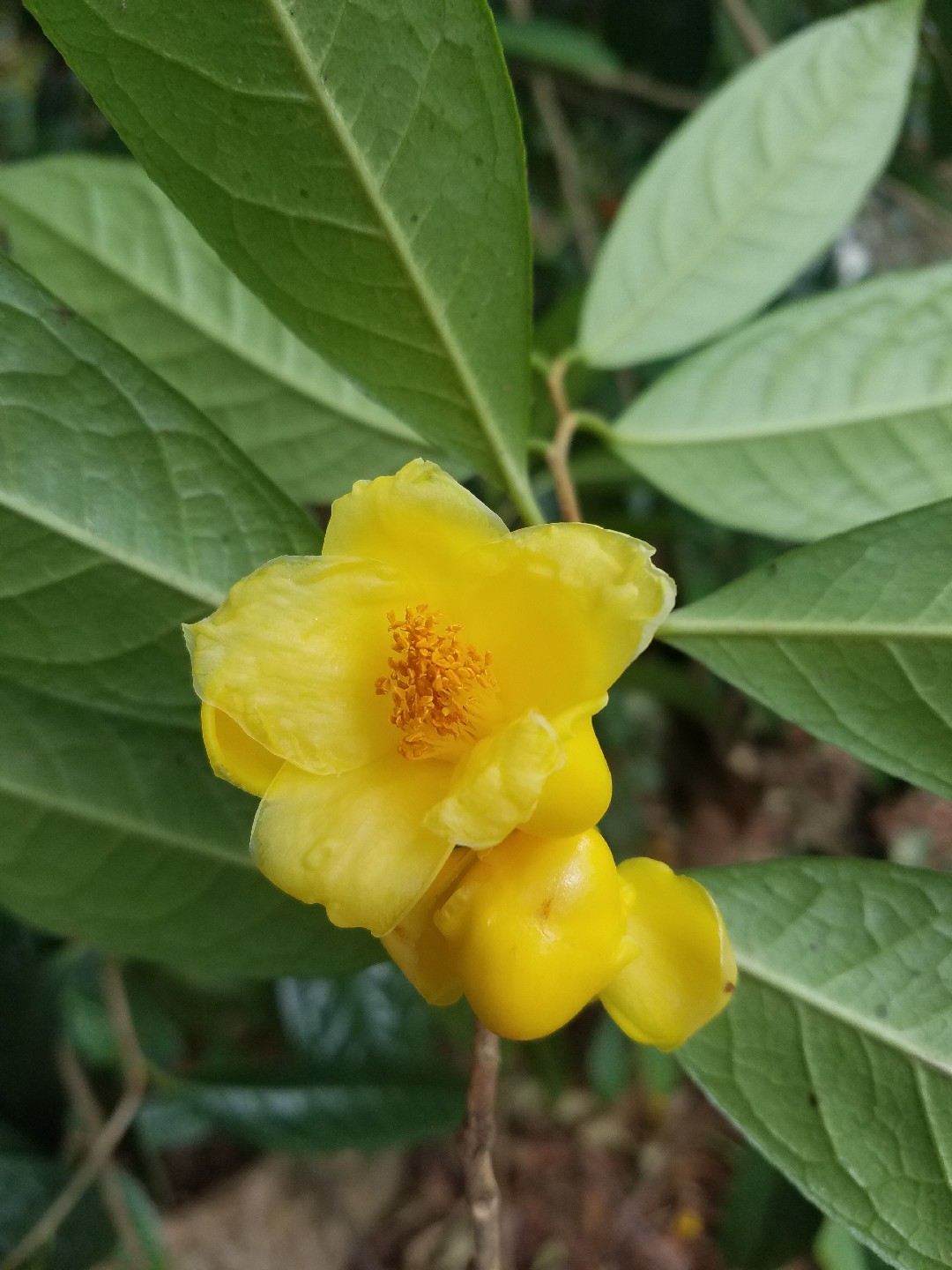 Camellia petelotii - PictureThis