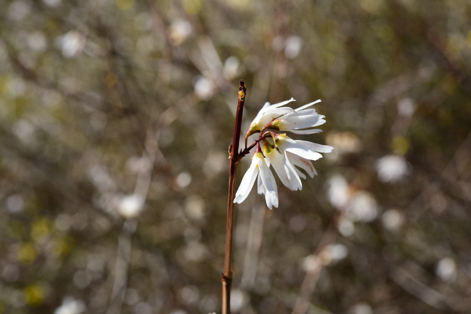 Supporti per Lobi Danneggiati - Daffodil