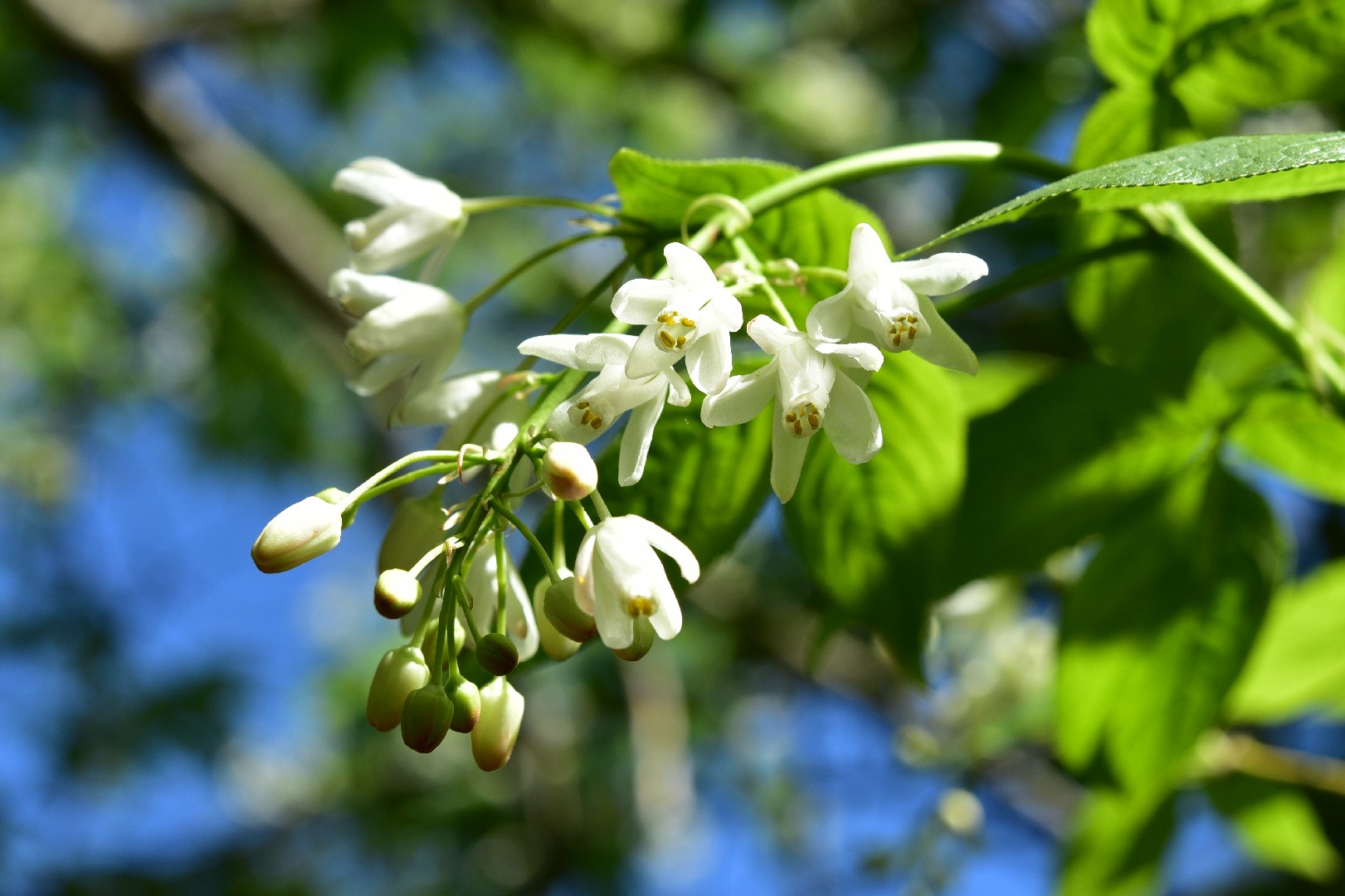 Клекачка колхидская (Staphylea colchica) - PictureThis