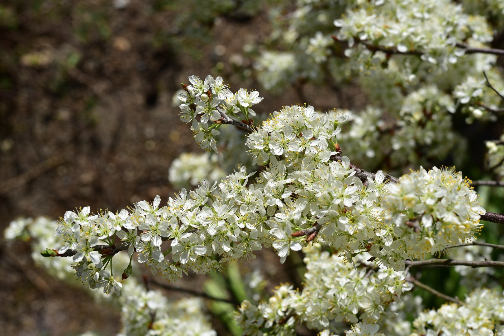 Prunus mume Cuidados (Como Cuidar, Doenças, Podar) - PictureThis