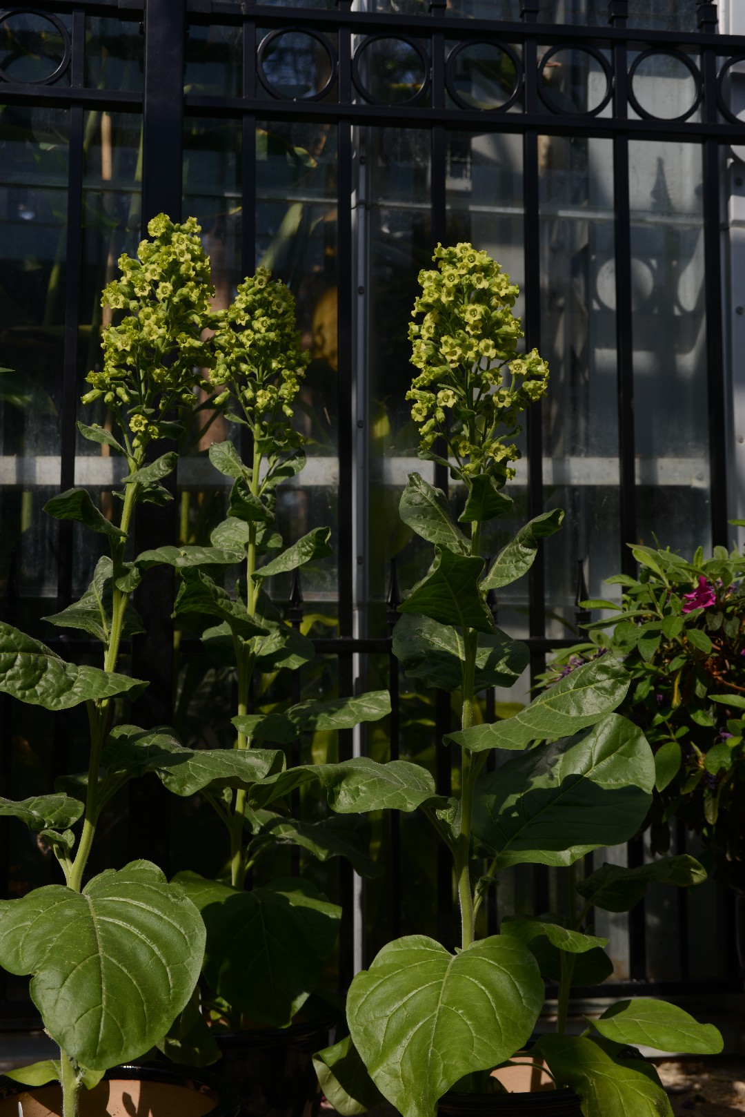 マルバタバコ (Nicotiana rustica) 花言葉，毒性，よくある質問 - PictureThis