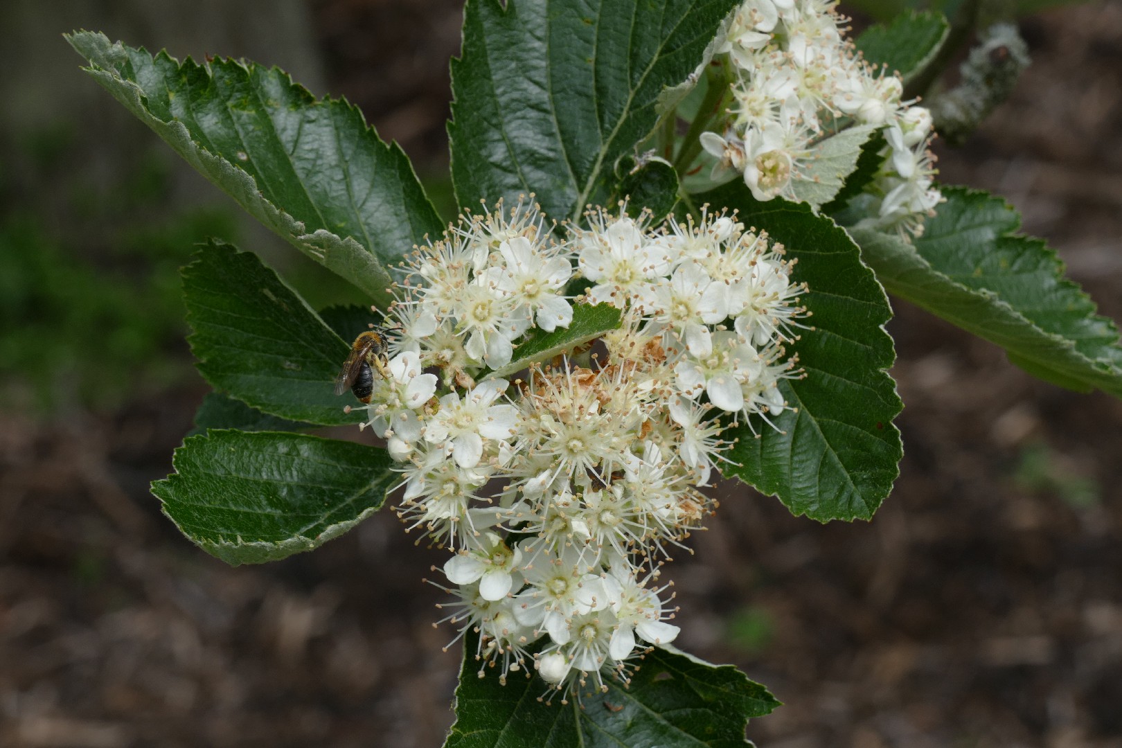 Рябина Мужо (Sorbus mougeotii) - PictureThis