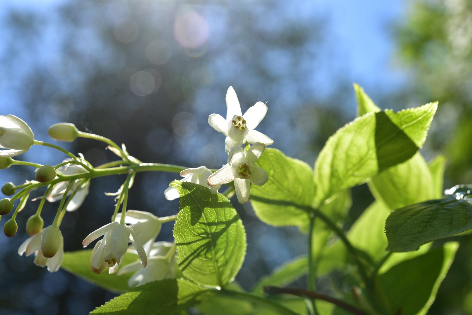 Клекачка колхидская (Staphylea colchica) - PictureThis