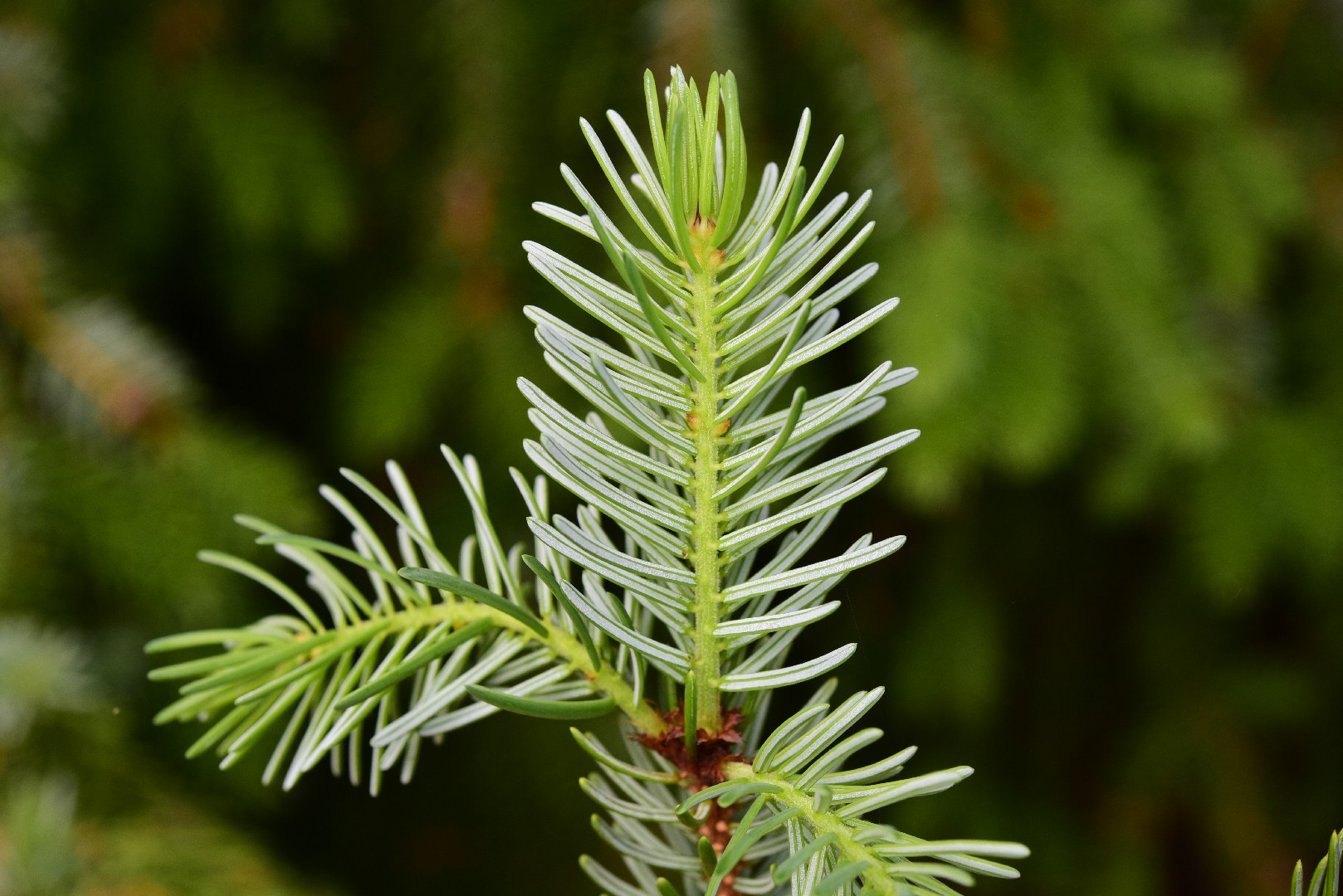 Ель сербская (Picea omorika) - PictureThis