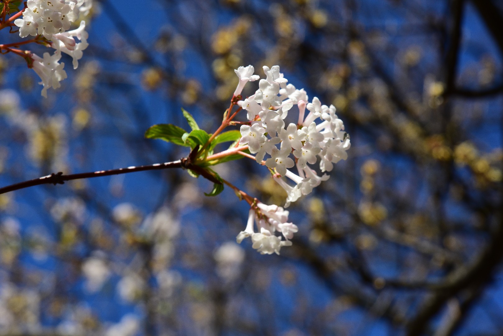 Калина Фаррера (Viburnum farreri) - PictureThis