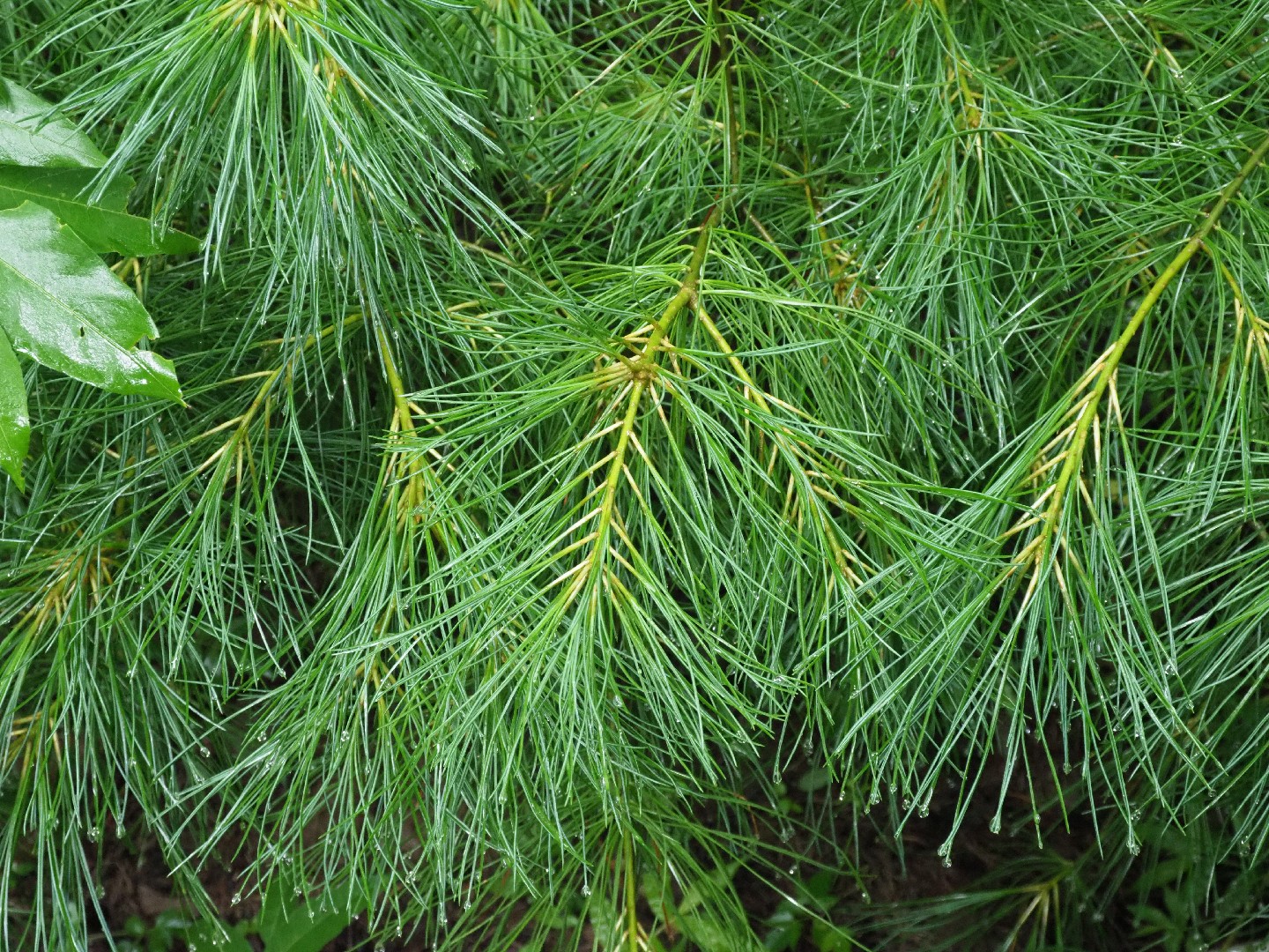 Сосна белая китайская (Pinus armandii) - PictureThis