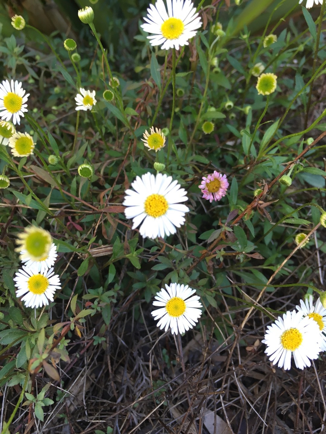 Мелколепестник grandiflorus