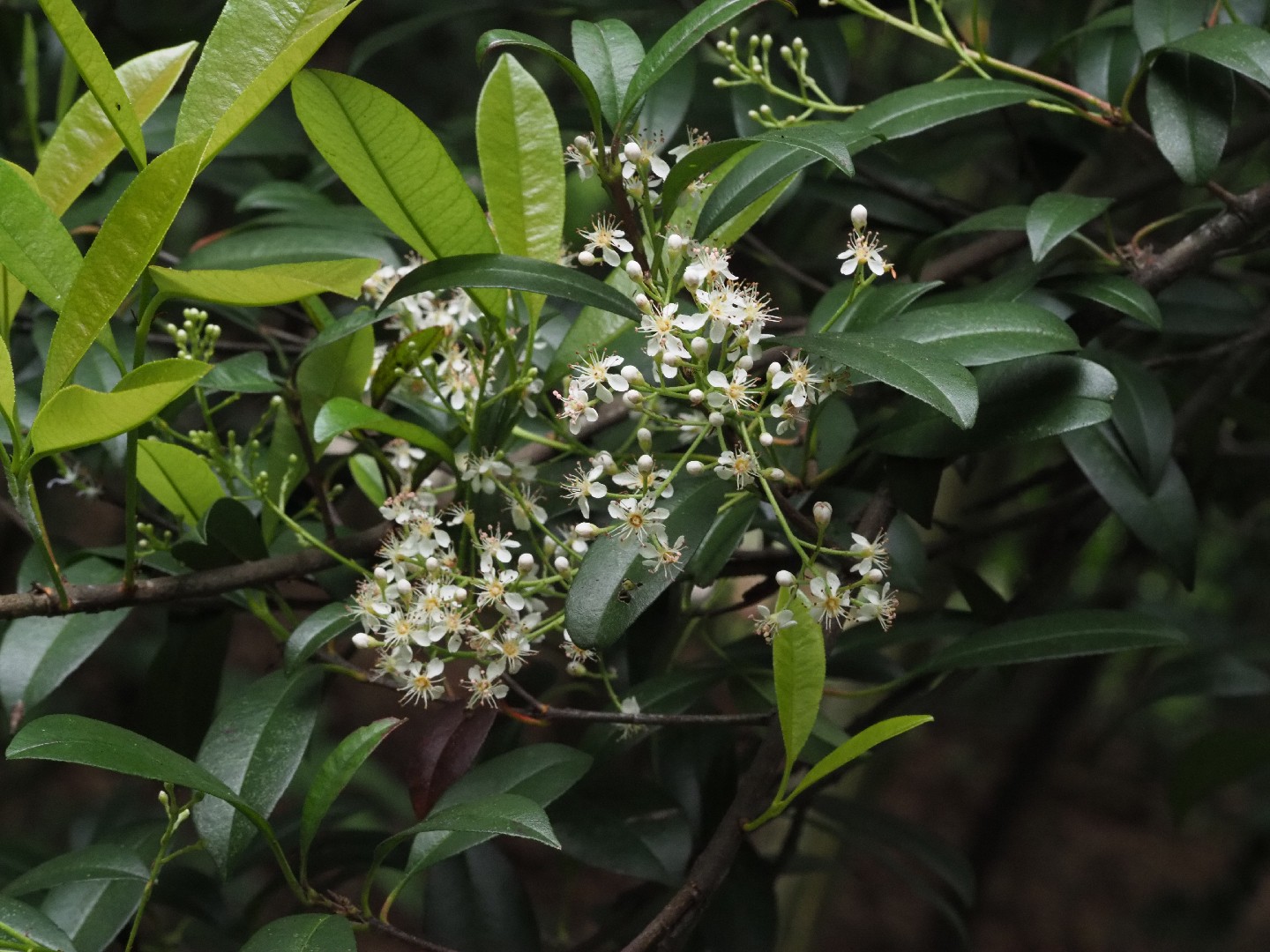 Фотиния голая (Photinia glabra) - PictureThis