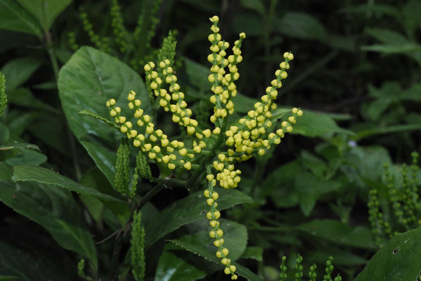 Хлорант (Chloranthus spicatus) - PictureThis