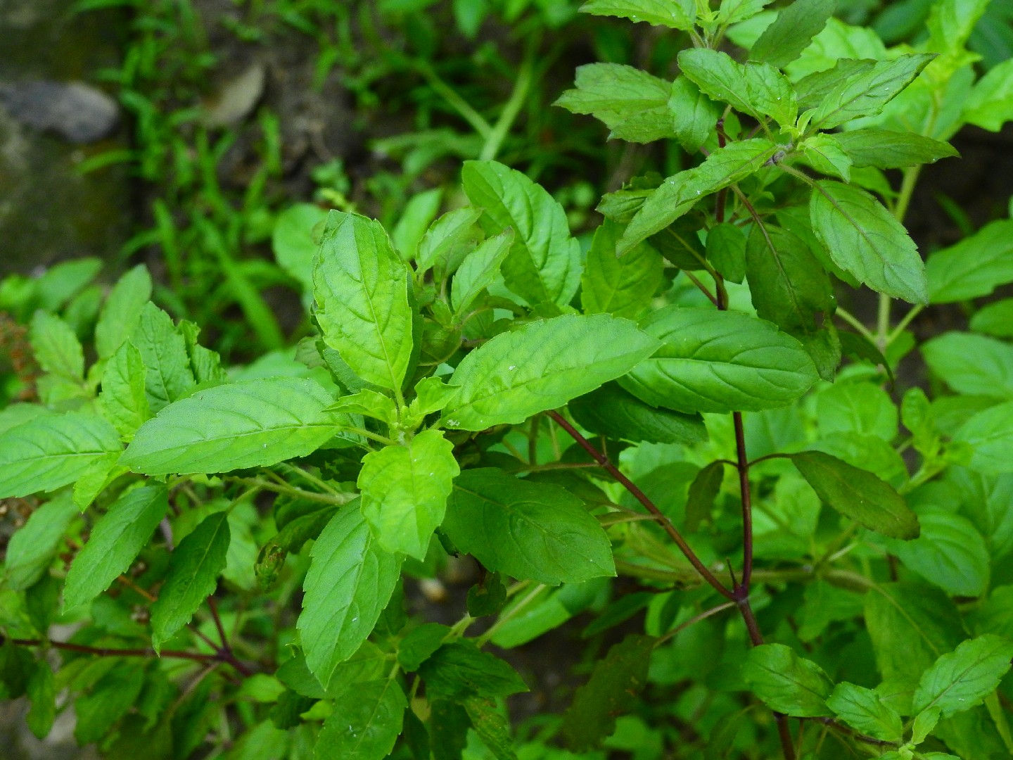 Dry Tulsi leaf, Dry Tulsi leaf en.wikipedia.org/wiki/Ocimum…