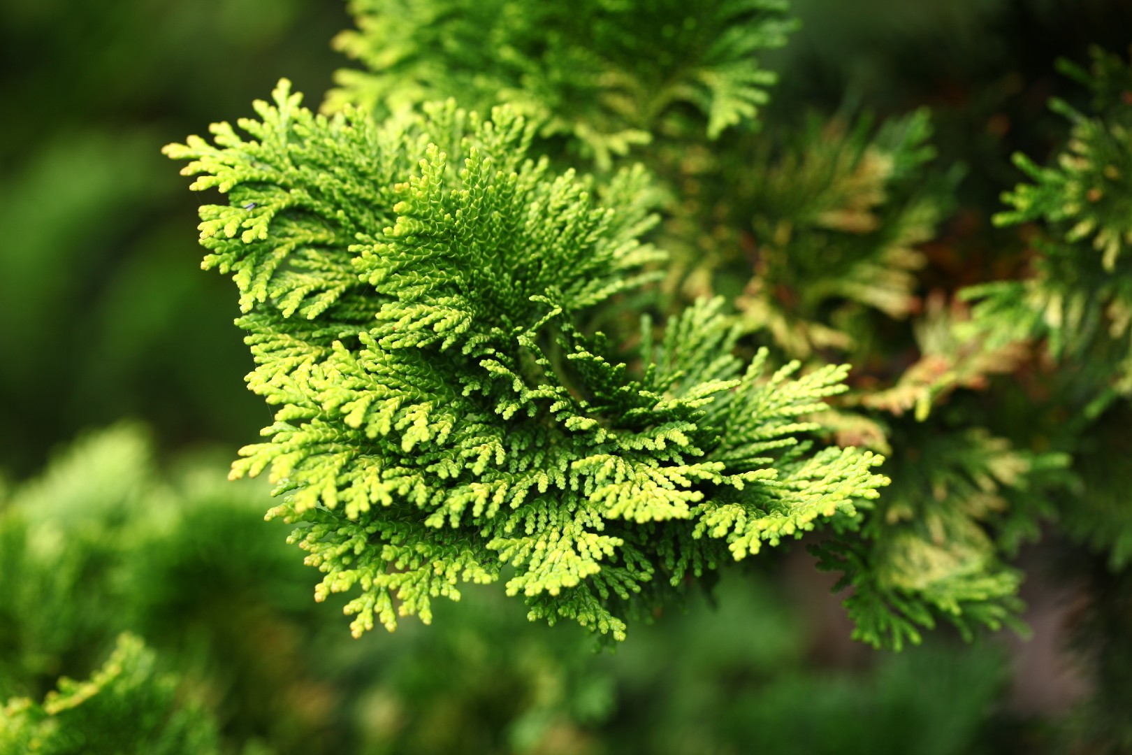 Кипарисовик горохоплодный (Chamaecyparis pisifera) - PictureThis