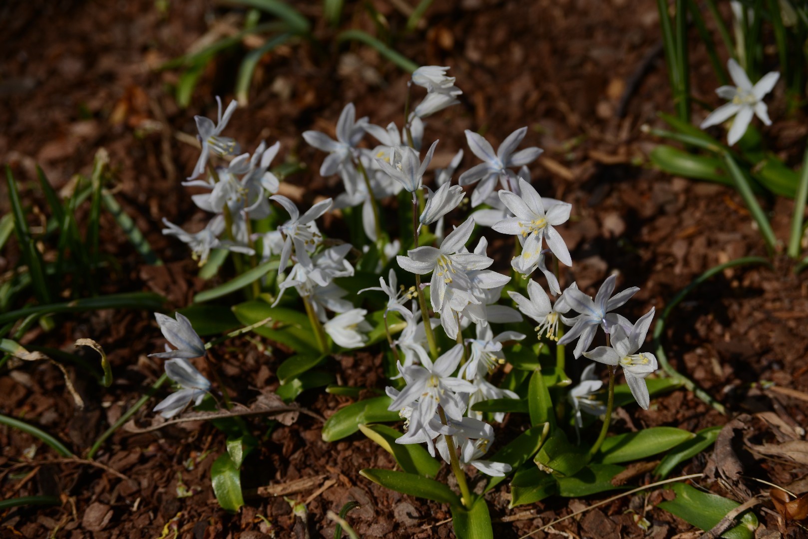 シラー・ミスクトスケンコアナ (Scilla mischtschenkoana) 花言葉