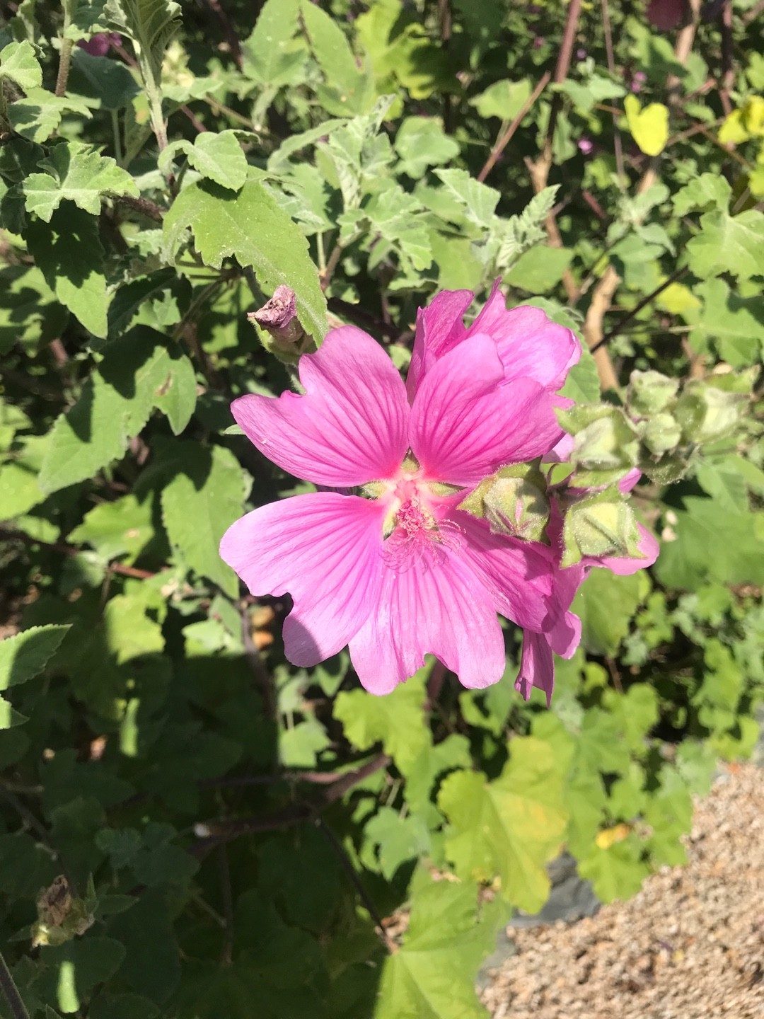 Hollyhock Soap