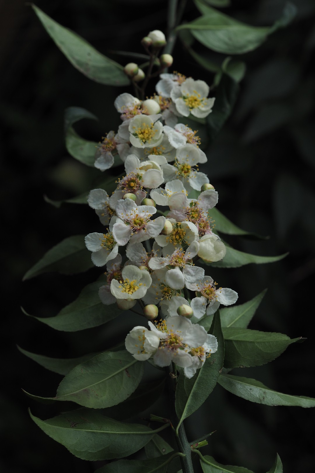 ‎cherry prinsepia (Prinsepia utilis) Flower, Leaf, Care, Uses - PictureThis