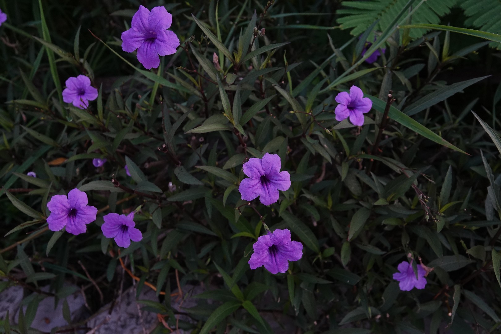ムラサキルエリア (Ruellia tuberosa) 花言葉，毒性，よくある質問 - PictureThis