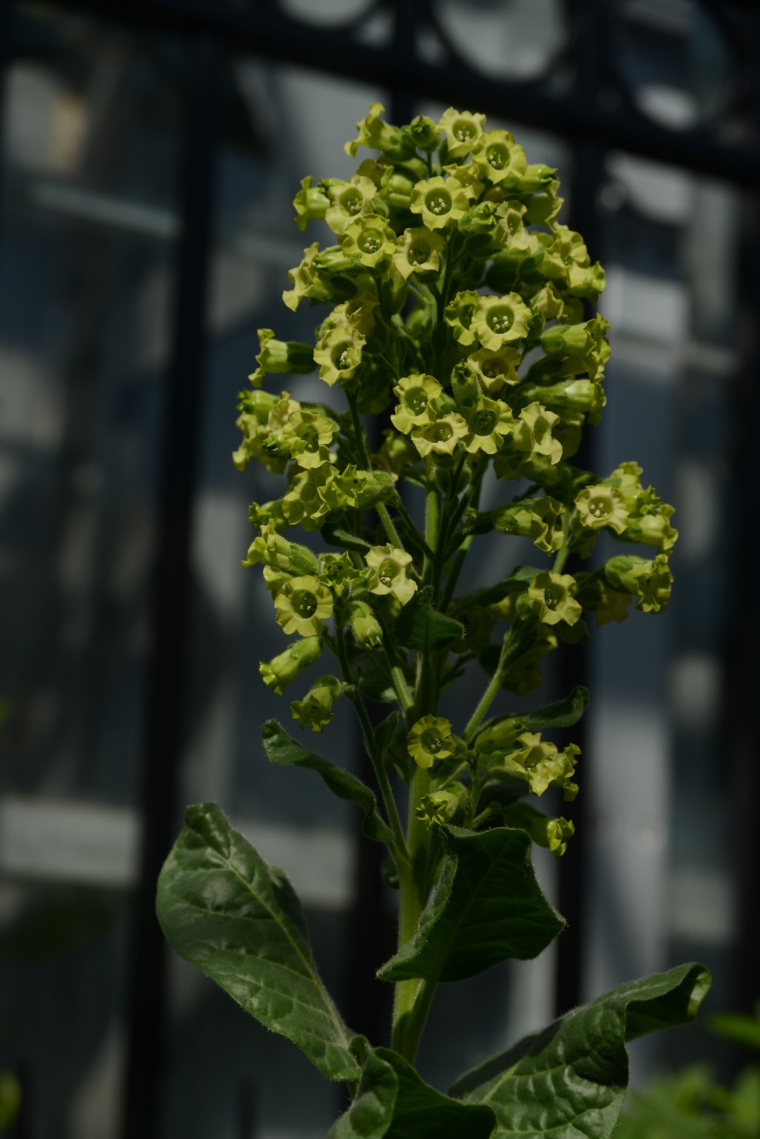 Nicotiana Hesperis