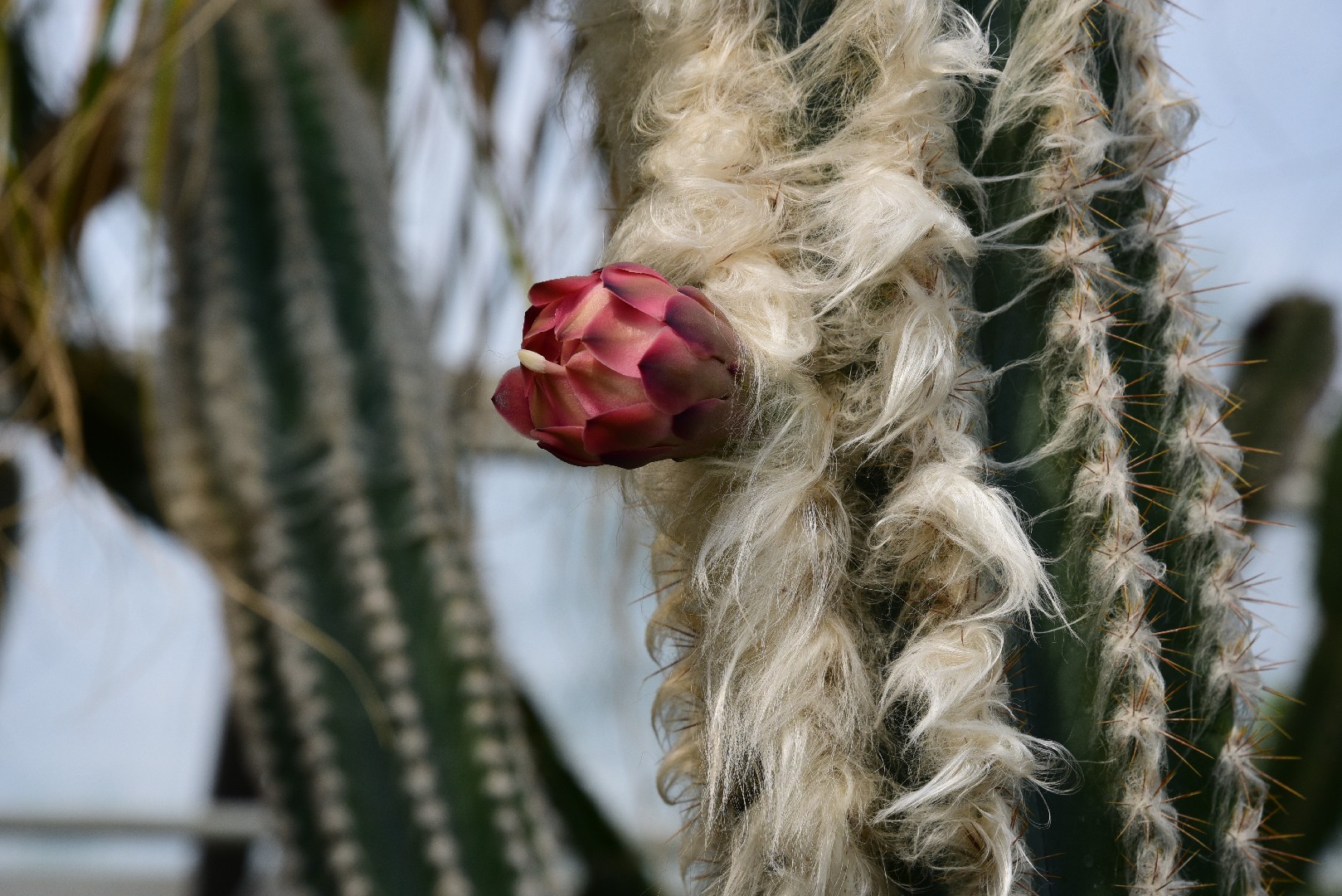 Pilosocereus leucocephalus - PictureThis