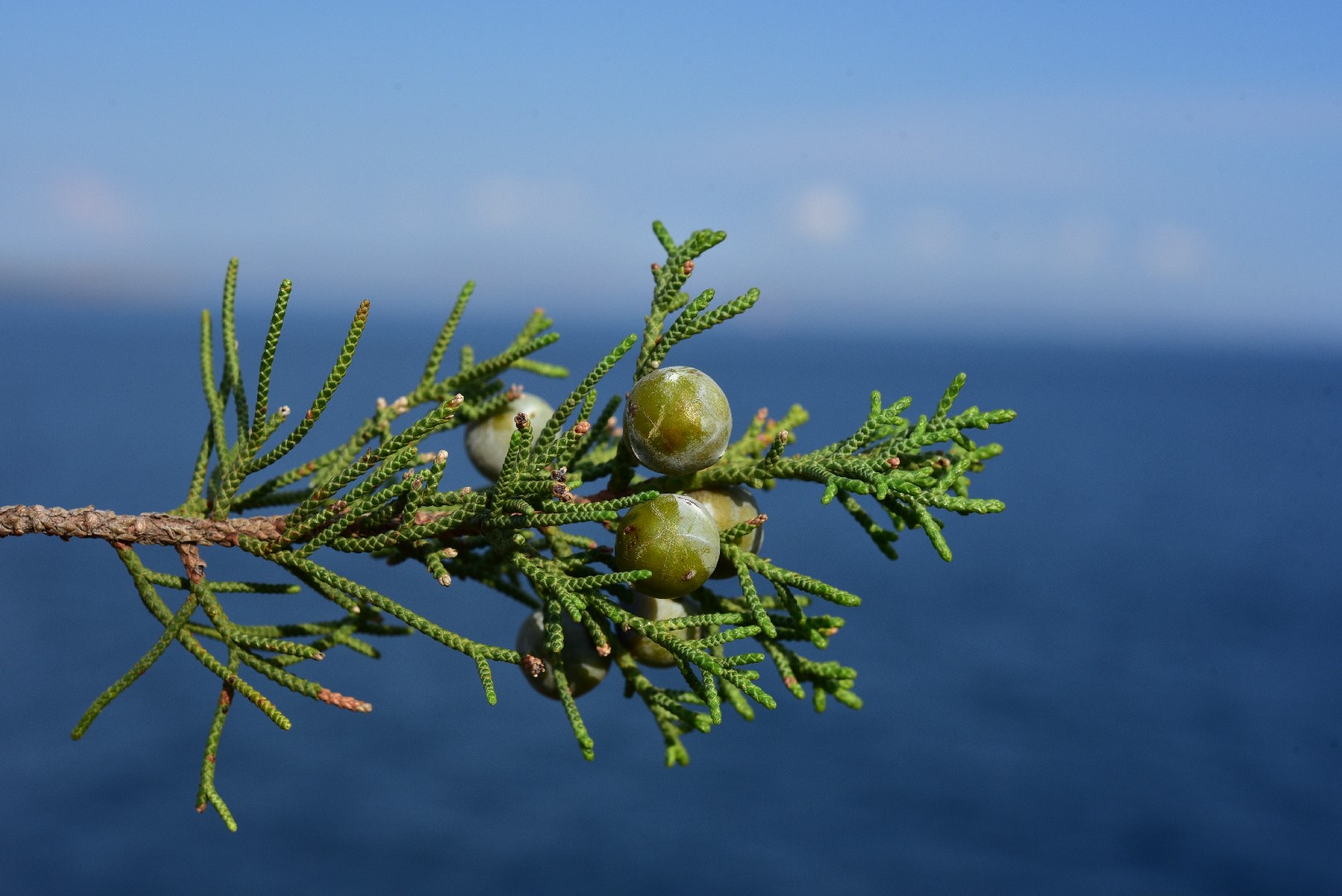 Juniperus pinchotii уход (почву, удобрение, обрезка) - PictureThis