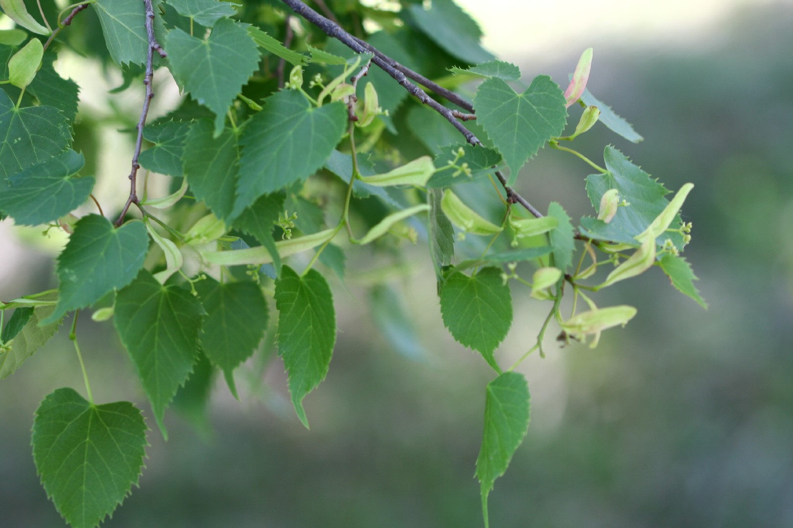 Липа амурская (Tilia amurensis) - PictureThis