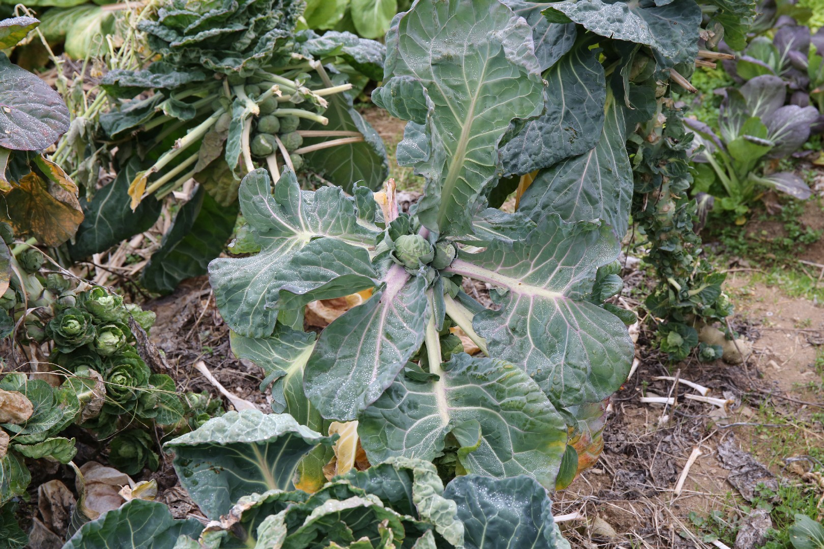 Брюссельская капуста (Brassica oleracea var. gemmifera) - PictureThis