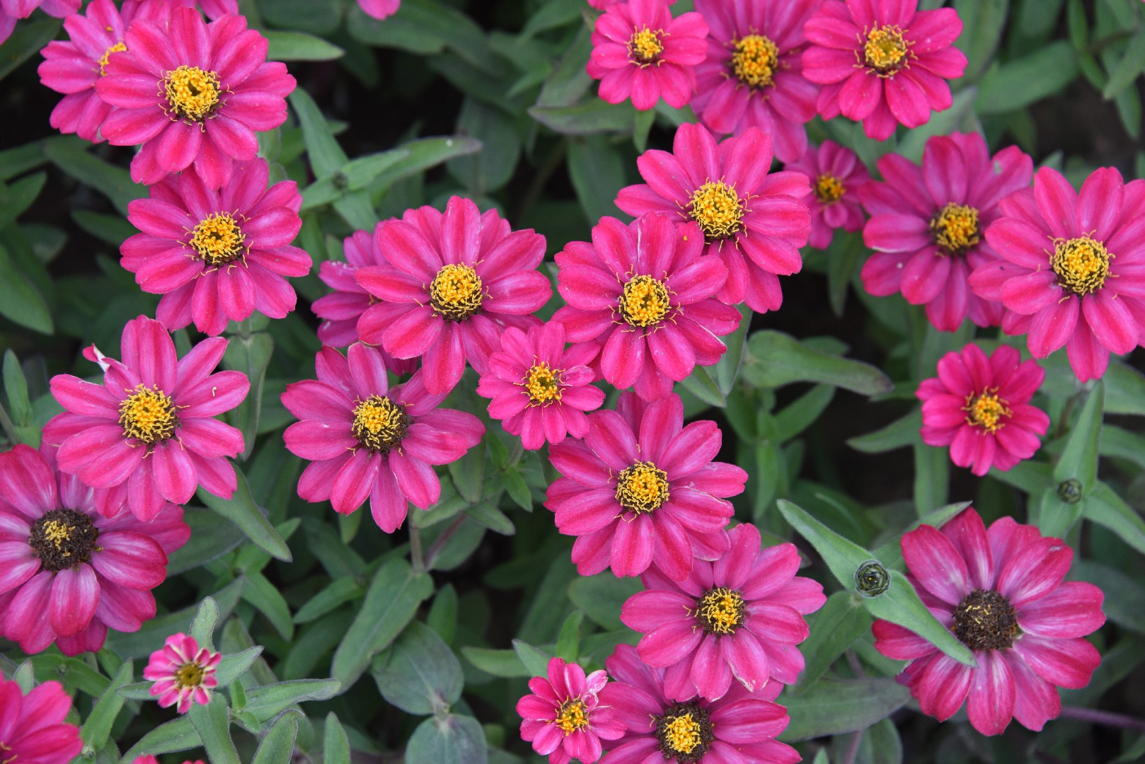 Zinnia angustifolia