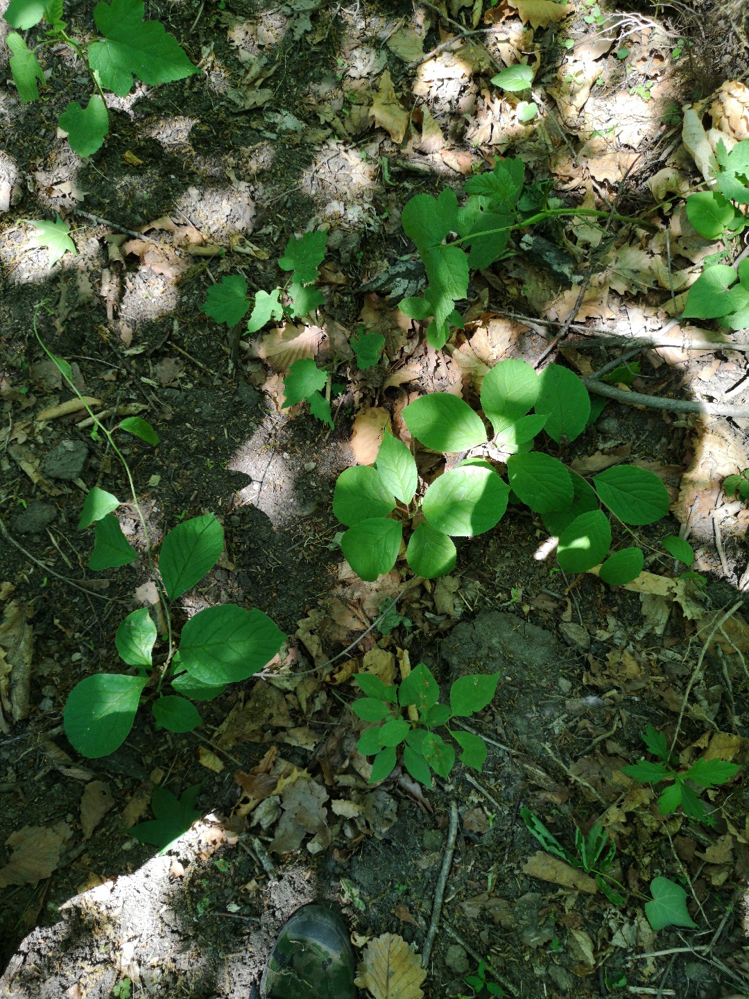 Лимонник китайский (Schisandra chinensis) - PictureThis