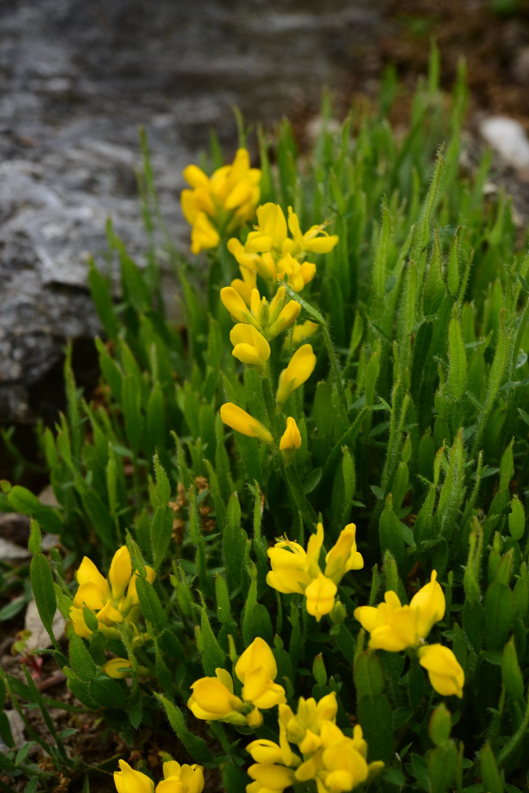 Genista Sagittalis - PictureThis