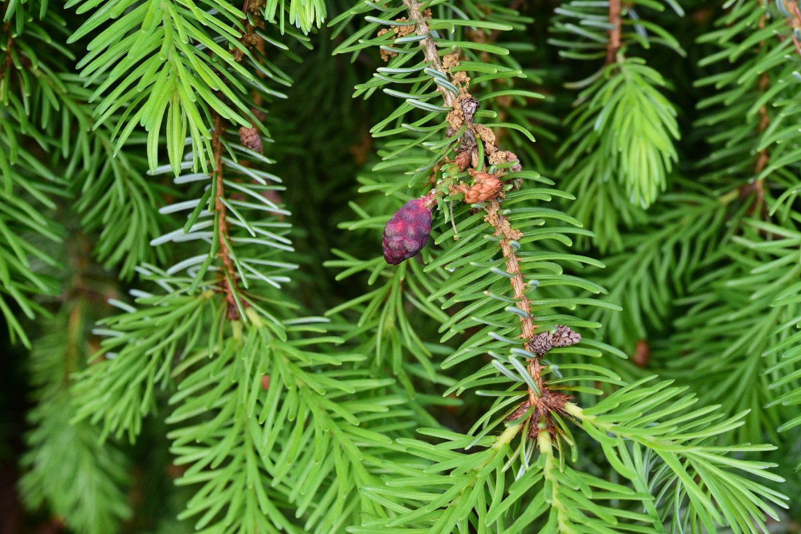 Ель сербская (Picea omorika) - PictureThis