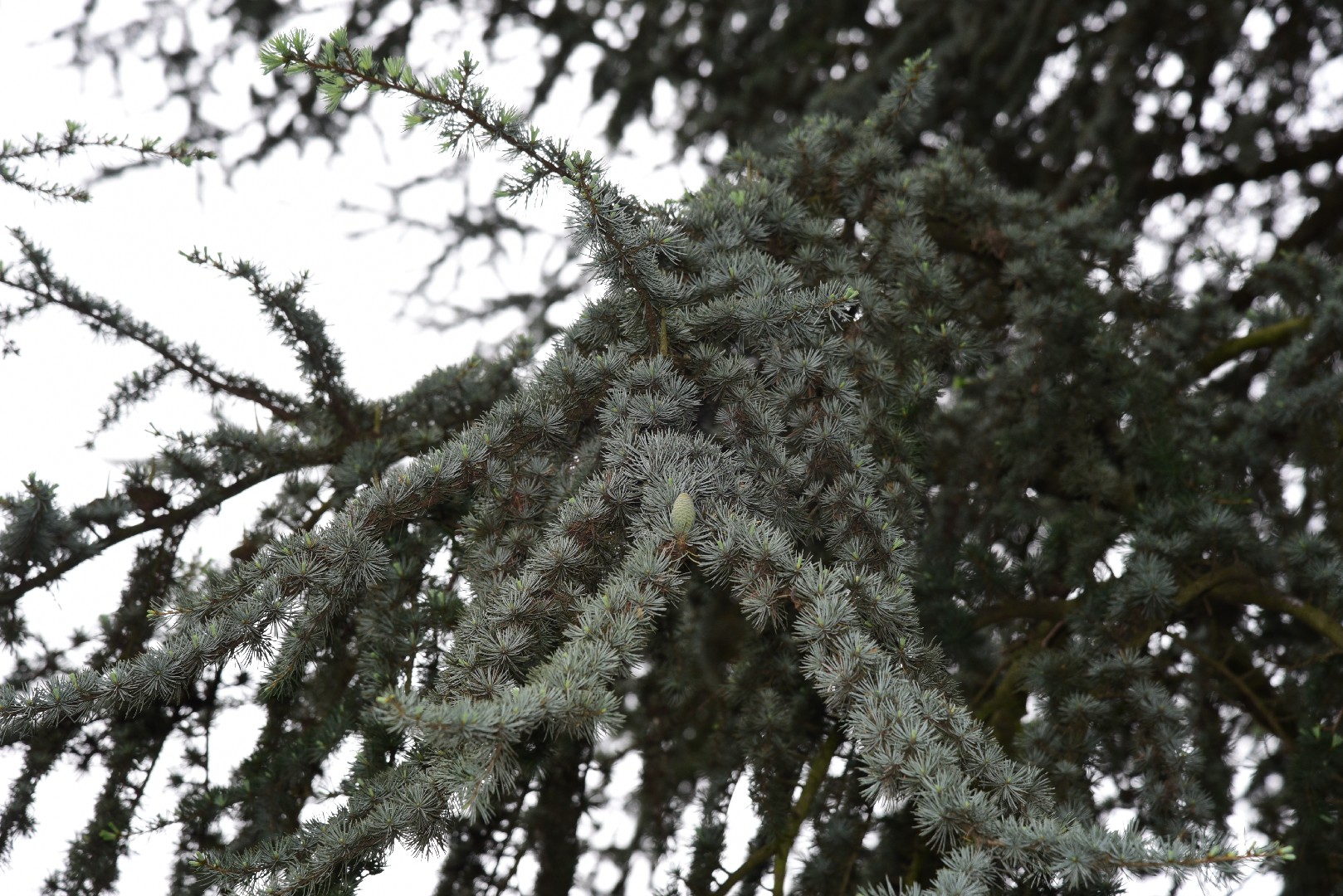 Кедр атласский (Cedrus atlantica) - PictureThis