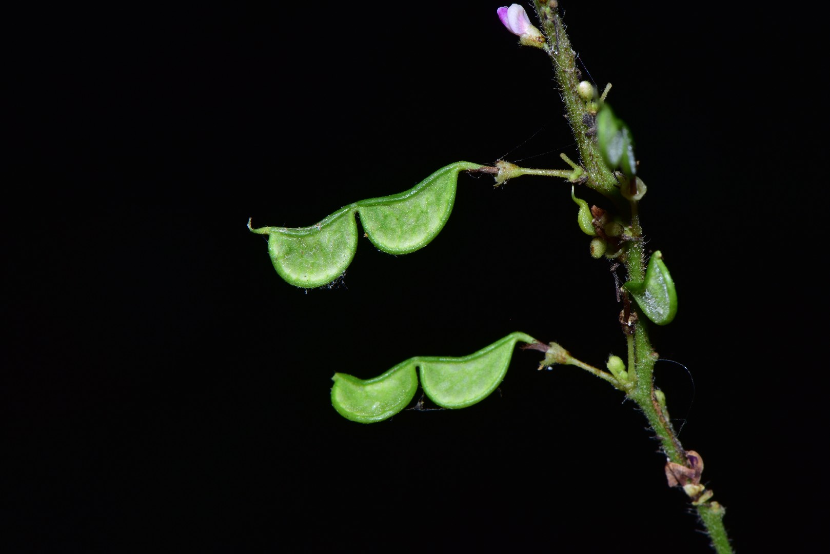 ヌスビトハギ属 (Hylodesmum)