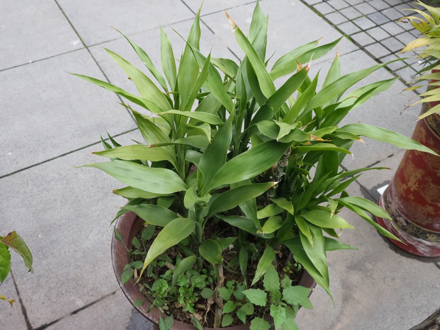 Glücksbambus – Feng-Shui-Pflanze und Glücksbringer