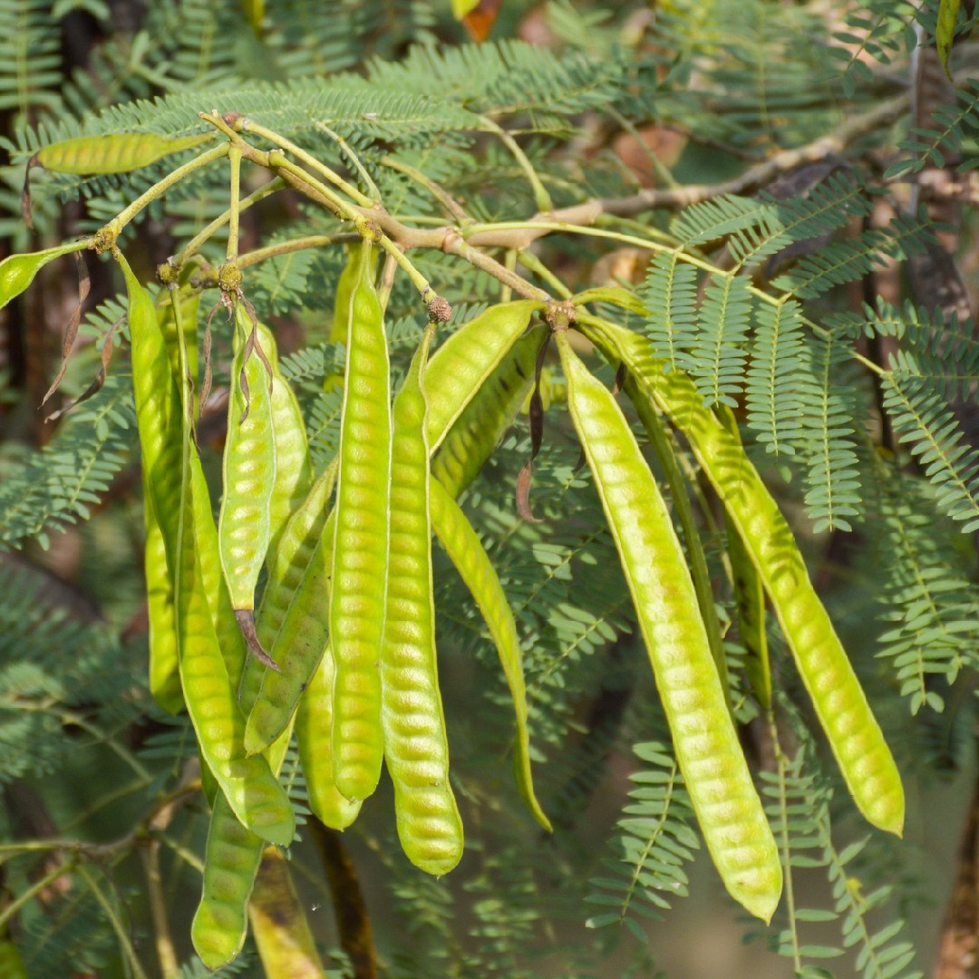 White leadtree (Leucaena leucocephala) Flower, Leaf, Care, Uses ...