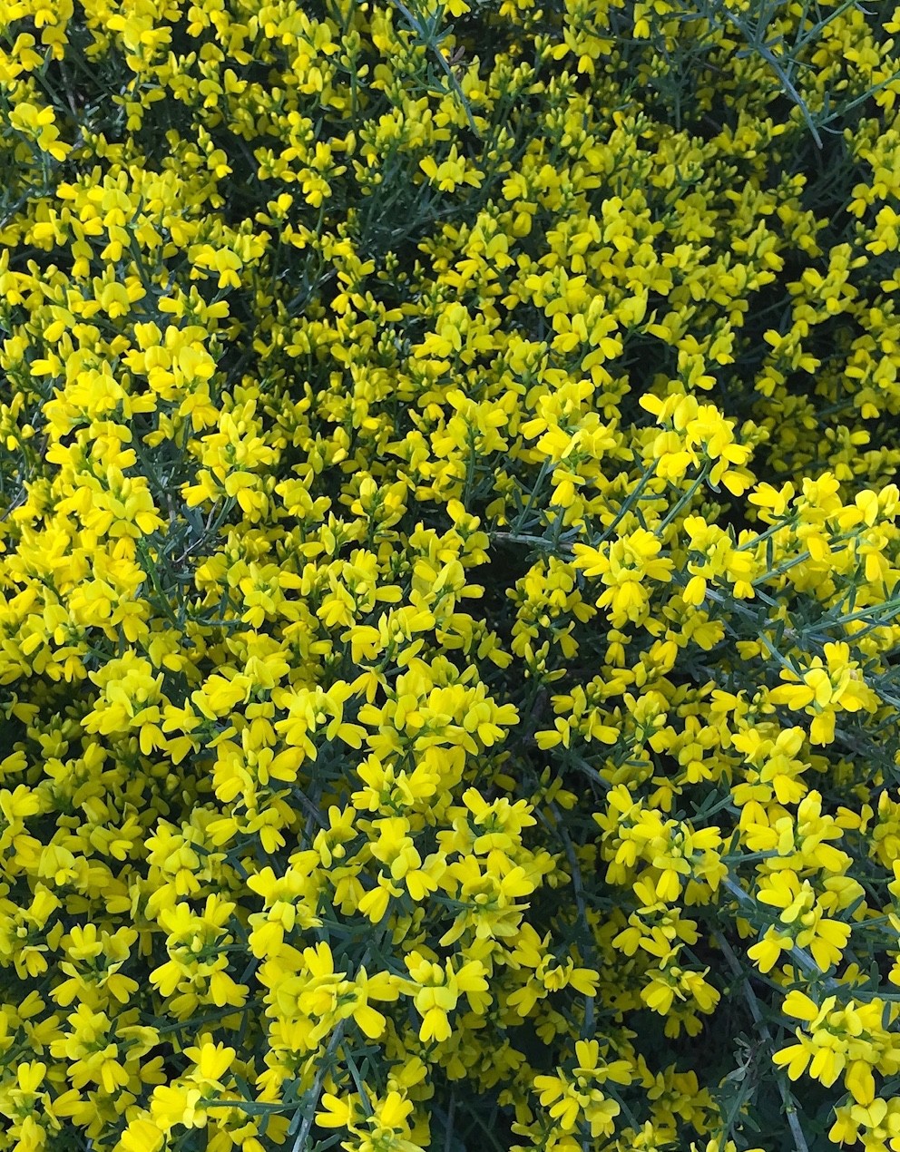 Genista Germanica - PictureThis