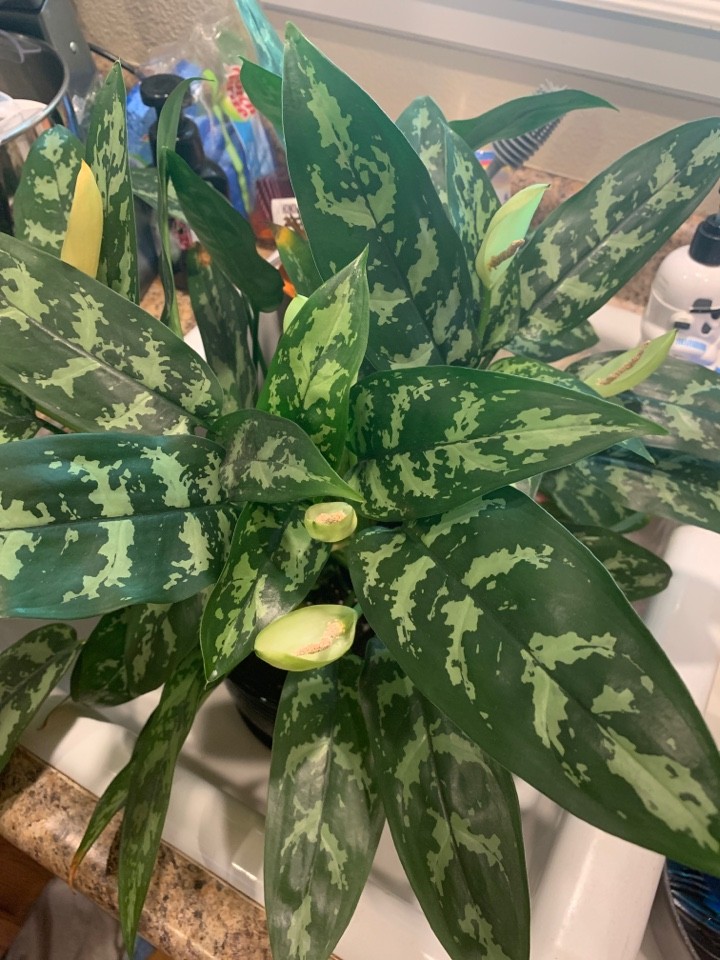 アグラオネマ・コンムタツムの判定方法 (Aglaonema commutatum)