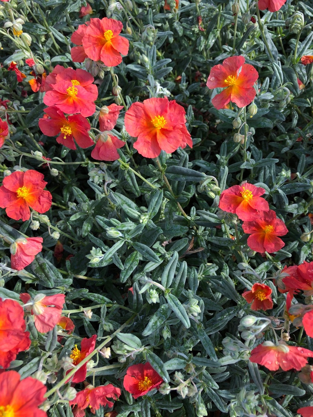 Helianthemum nummularium ‘Fire Dragon’ 花言葉，学名，よくある質問 - PictureThis