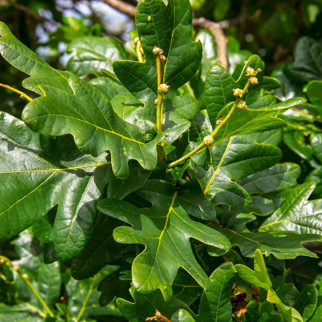 Quercus Alba PictureThis   1881ECBFF1834E1AA9B69D0B82E7E252 