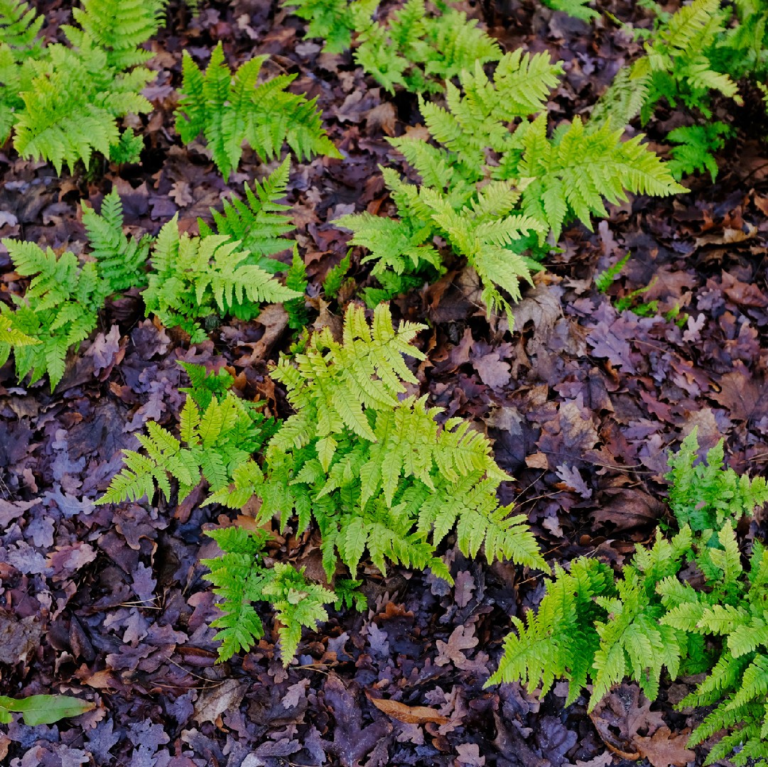 ベニシダ 紅羊歯 Dryopteris Erythrosora 花言葉 学名 よくある質問 Picturethis