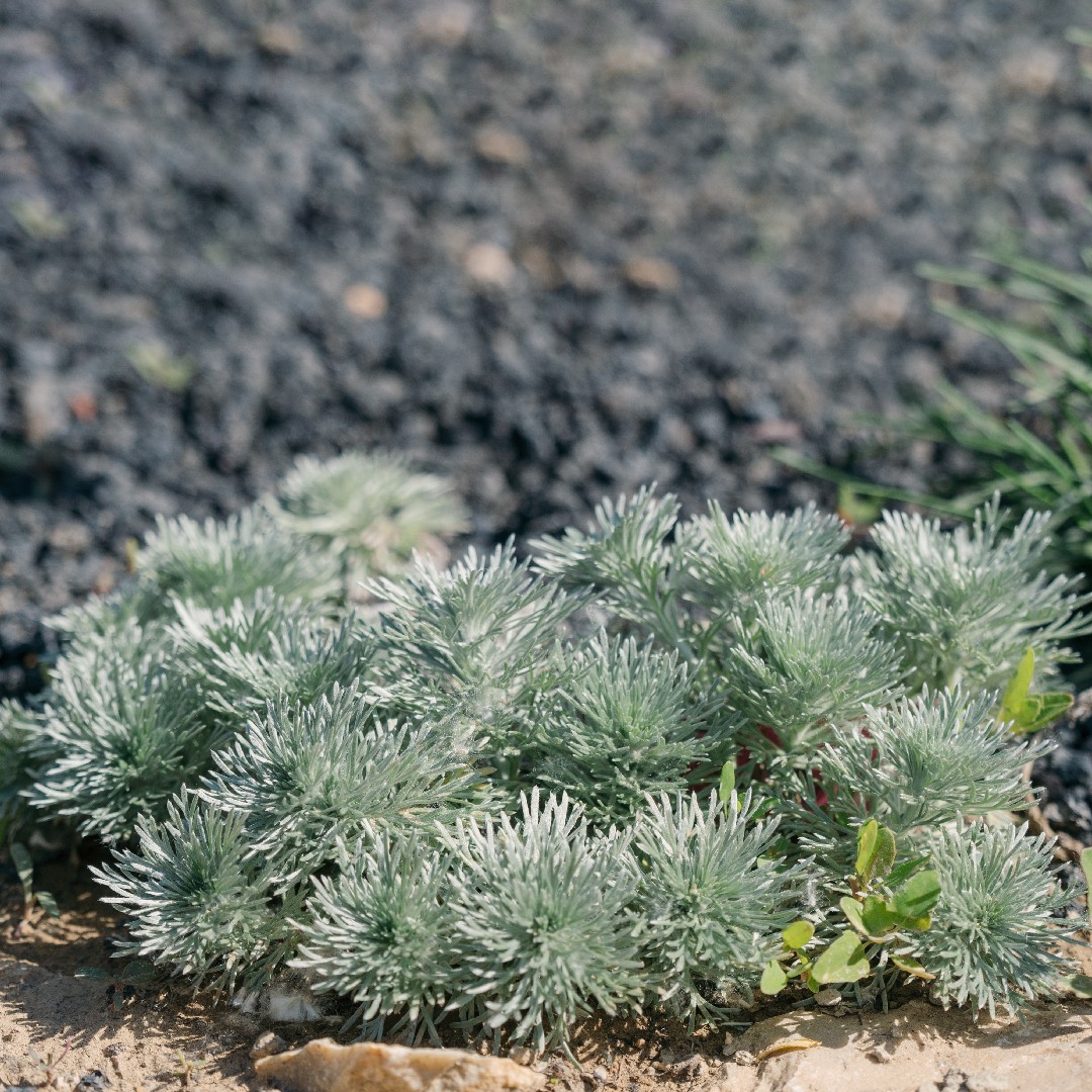 アサギリソウ 朝霧草 Artemisia Schmidtiana 花言葉 学名 よくある質問 Picturethis