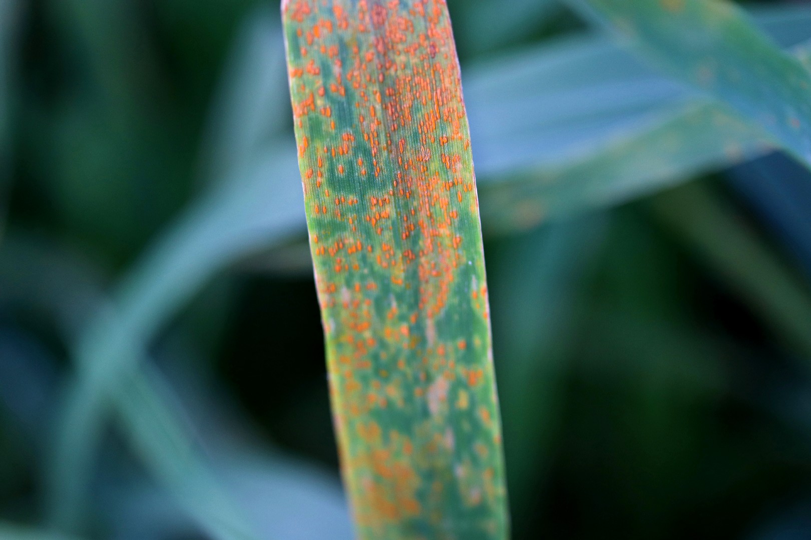 Leaf rust of wheat фото 9