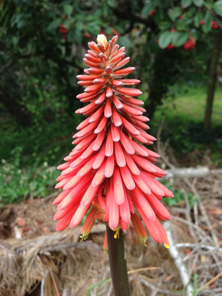 クニフォフィア属 Kniphofia 花言葉 毒性 よくある質問 Picturethis