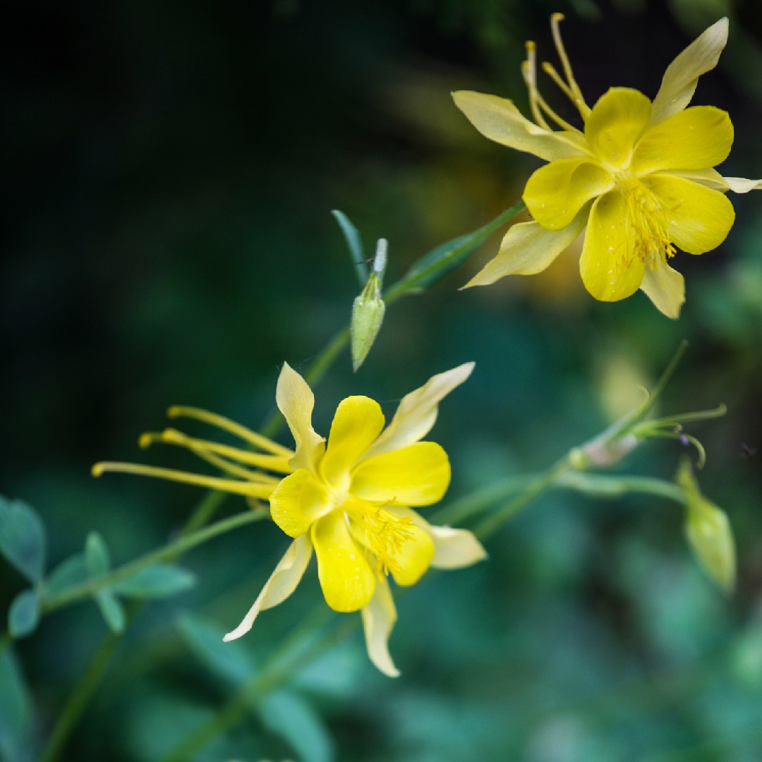 キバナオダマキ 黄花苧環 Aquilegia Chrysantha 花言葉 学名 よくある質問 Picturethis