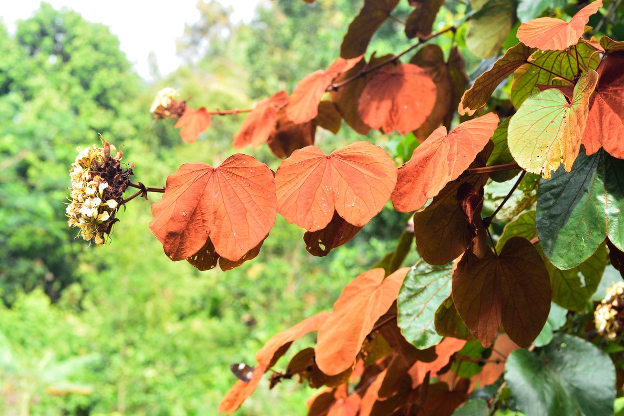 Bauhinia Glauca 花言葉 学名 よくある質問 Picturethis