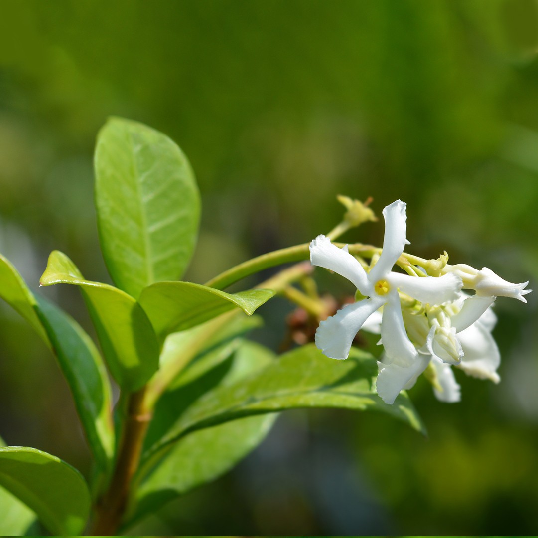 スタージャスミン Trachelospermum Jasminoides 花言葉 毒性 よくある質問 Picturethis