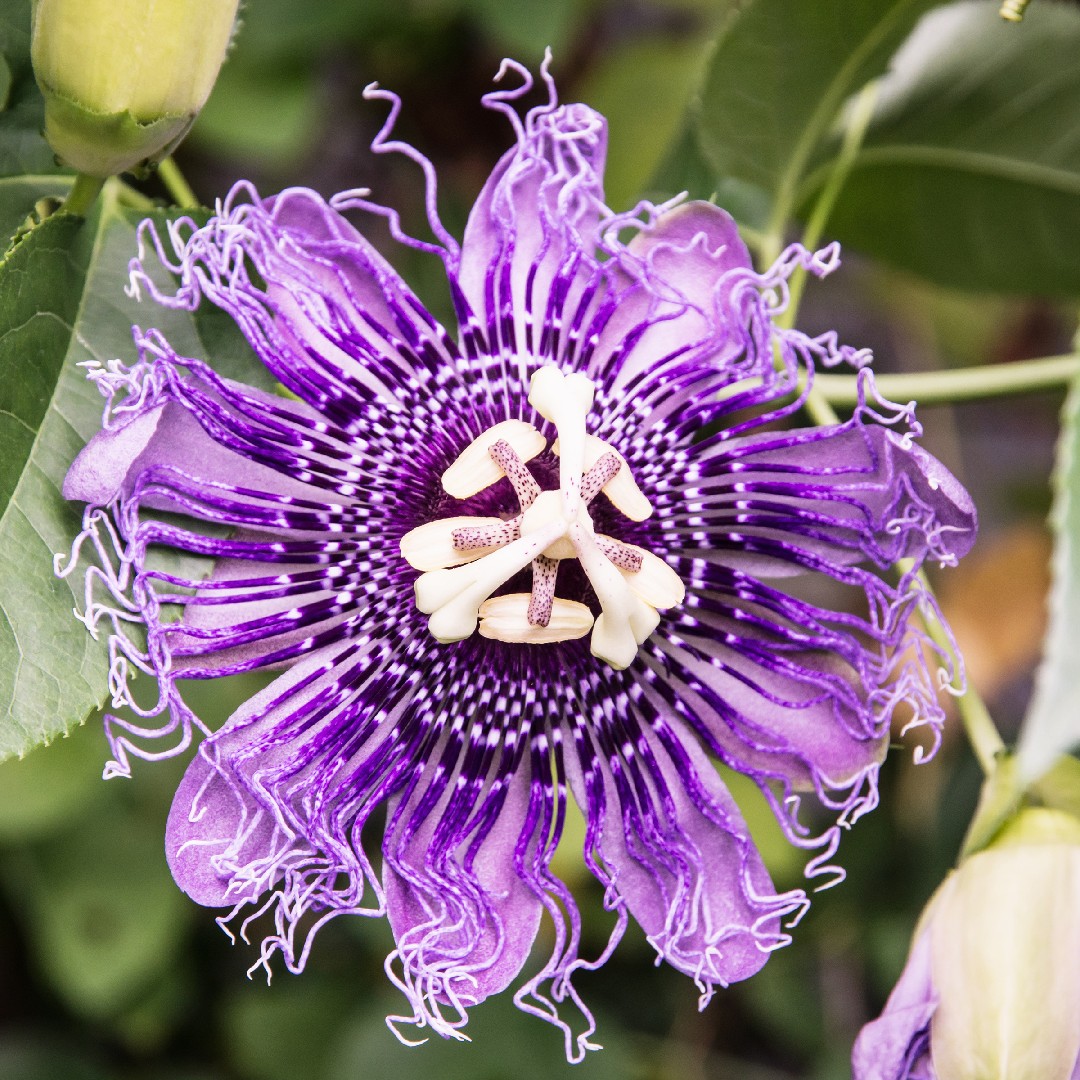 チャボトケイソウ Passiflora Incarnata 花言葉 学名 よくある質問 Picturethis