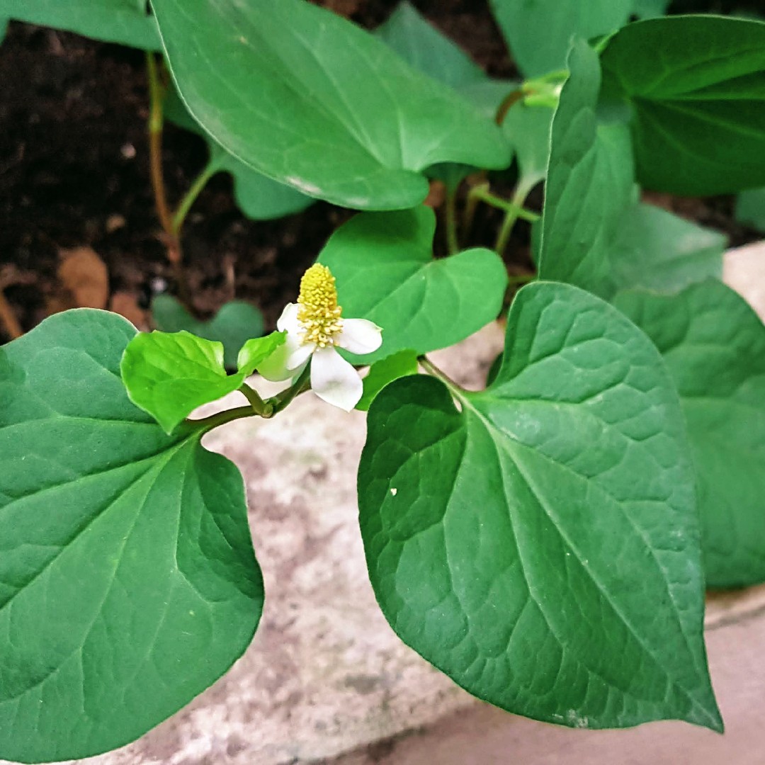 ドクダミソウ 蕺草 Houttuynia Cordata 花言葉 毒性 よくある質問 Picturethis