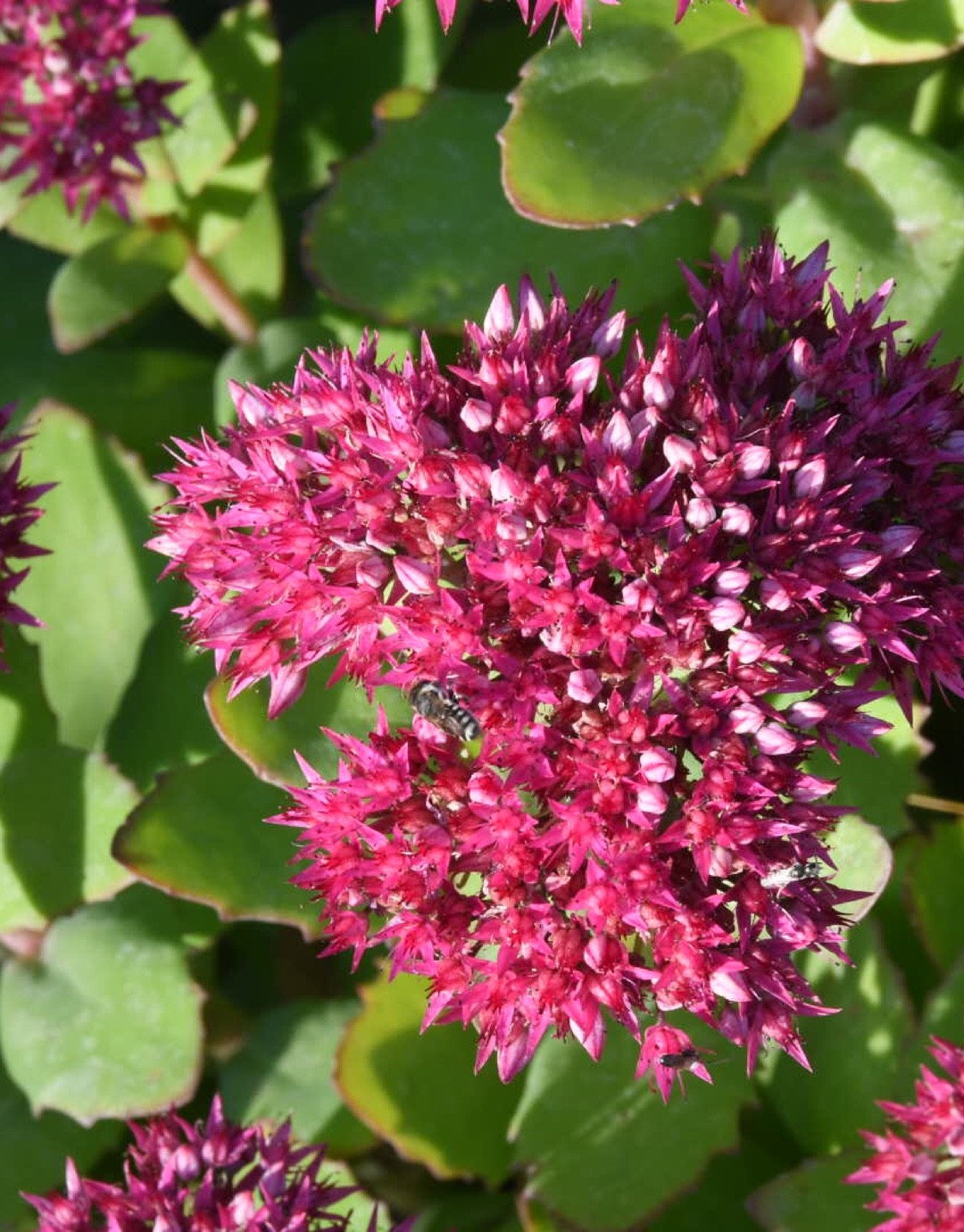 Sedum 'Class Act' 照顧，繁殖，開花時間 PictureThis