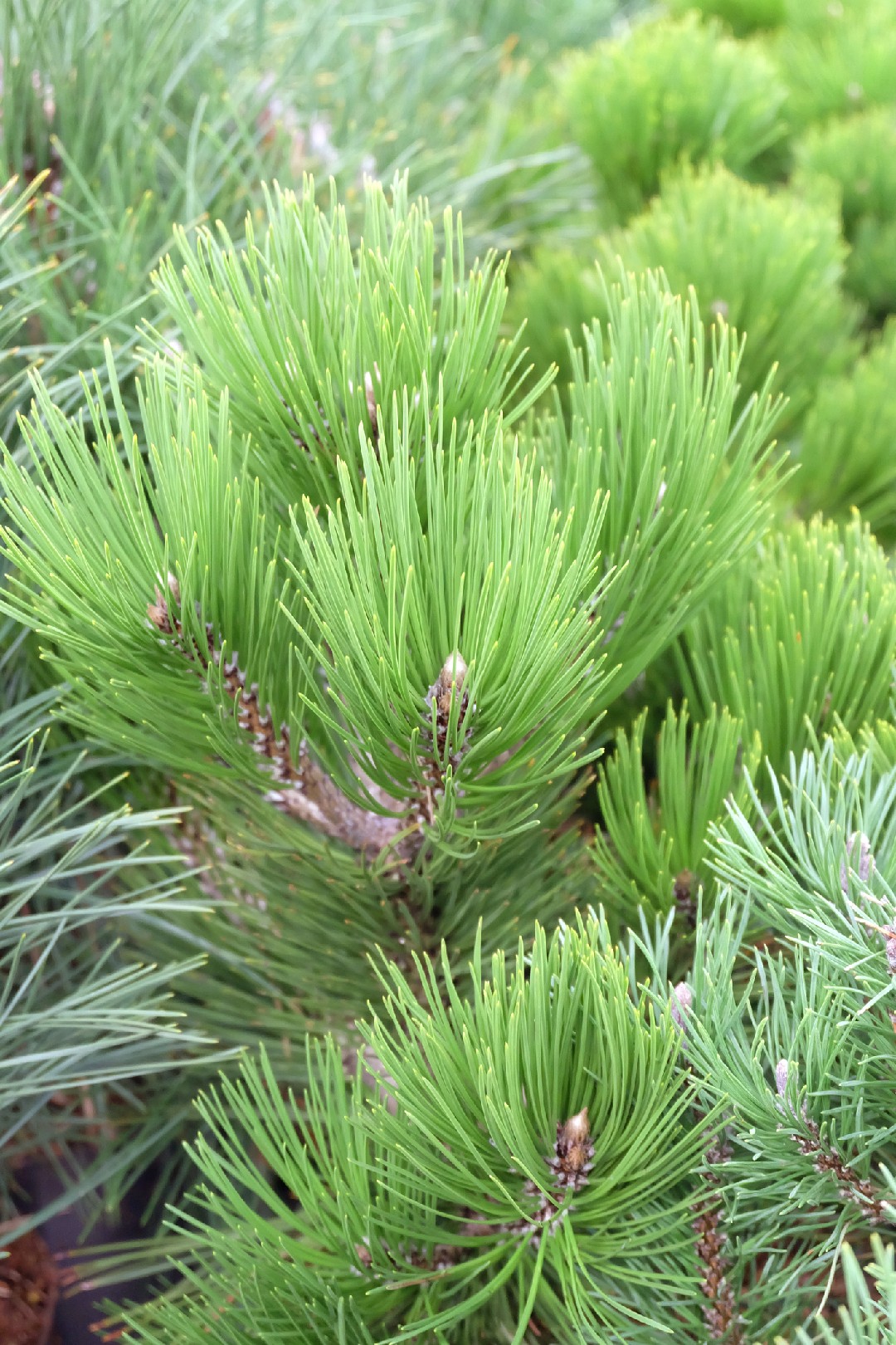 PictureThis - (Pinus Nigra 'Green Tower') Pinus Nigra 'Green Tower'