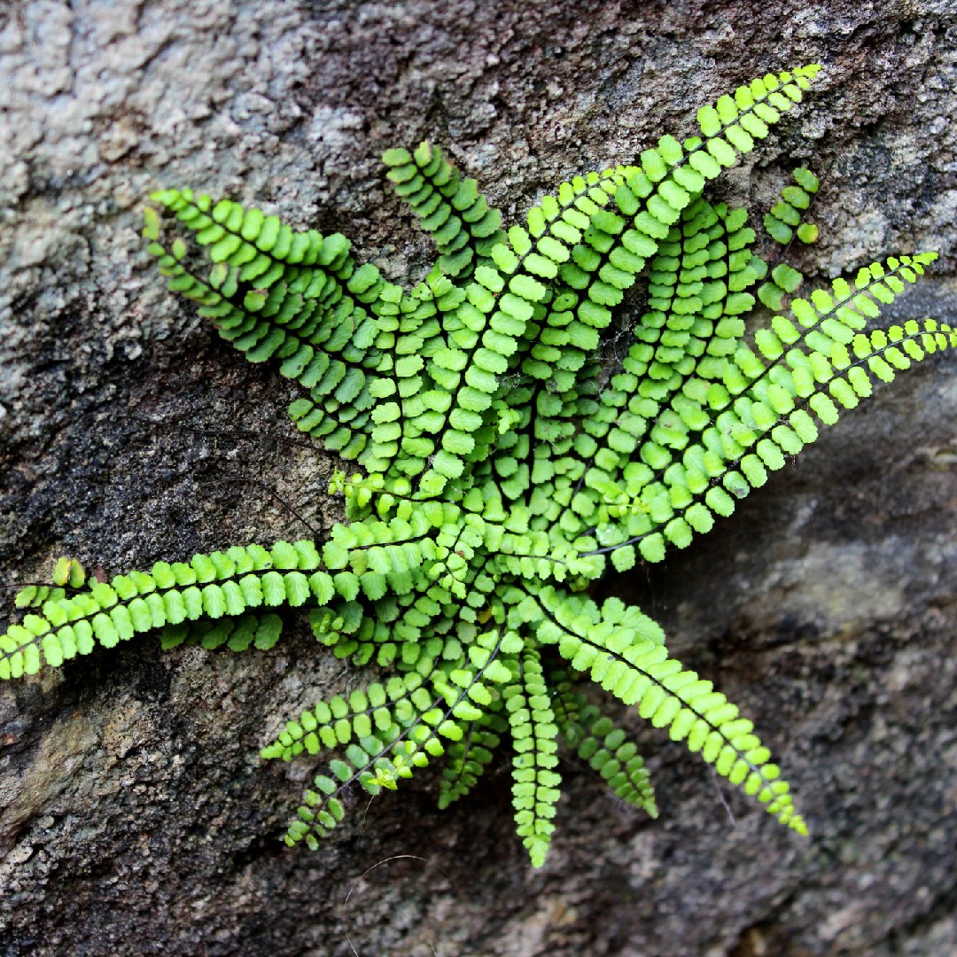 Zanokcica Skalna Asplenium Trichomanes PictureThis   1E74450DACB84086A0905AB50093E78B 