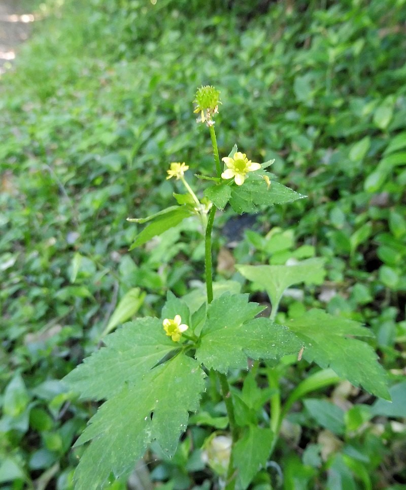 コンペイトウグサ 金平糖草 Ranunculus Silerifolius 花言葉 学名 よくある質問 Picturethis